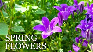 1 HOUR Flowers of Spring | Calm and Soothing Piano Music to Sleep, Relax, Study, Meditate