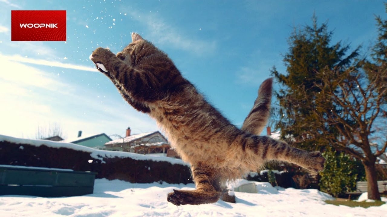 Cat Doing Funny Thing In The Snow Try Not To Laugh 😂 