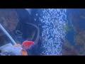 Magical Fish Aquarium #live