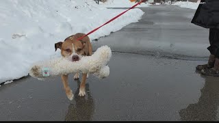 Animal shelter's appeal to adopt longtime resident goes viral