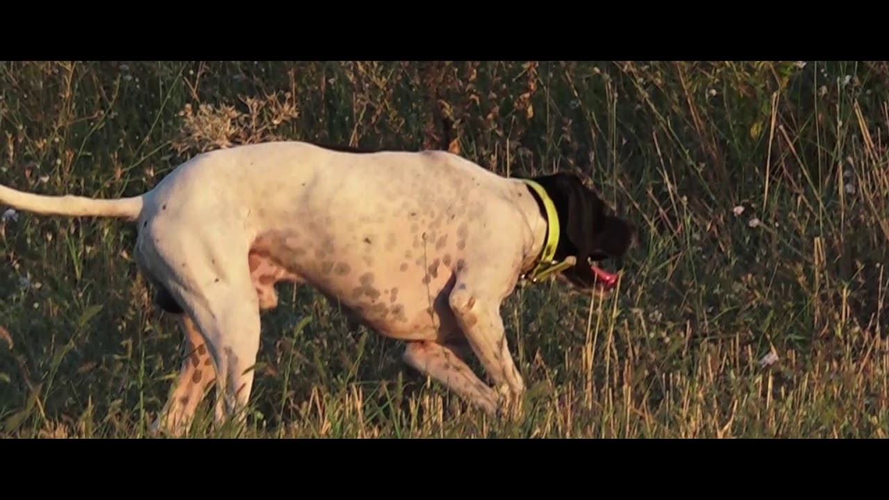 2019 Quail Season Opening