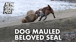 Beloved seal nicknamed Freddie Mercury dies after being mauled by dog | New York Post
