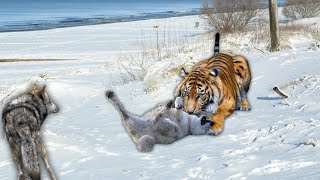 This is How Siberian tigers almost wiped out an entire subspecies of WOLF in Russia's far east