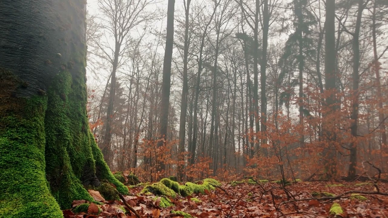 Field Recording I Natural Forest Soundscapes I Soft Rain I Earsight  stereo pair