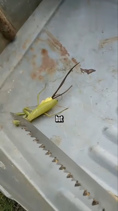 Terrifying Horsehair Worm