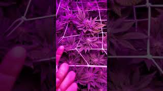 Week 5 flower power