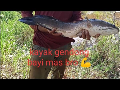 Cara Mancing Ikan Gabus Yang Susah Makan