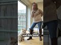 1st behaviour I would teach a puppy or dog