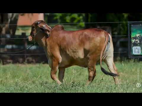 Lote 18 - RBBG1426