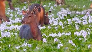 Deers at chitwan national park | Red deer | Spotted deer