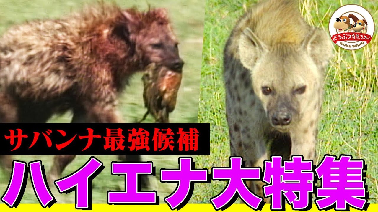【ハイエナ特集】サバンナのVTRに数多く登場する名脇役！ライオンやチーター、ダチョウとも激闘！死肉を漁り獲物を横取りする”嫌われ者”の真実とは!?【どうぶつ奇想天外／WAKUWAKU】