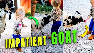 Baby Goat Got Impatient and Jumped on Little Girl’s Back