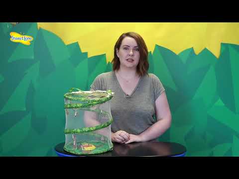 Insect Lore Caterpillar Refill -Releasing your Butterflies