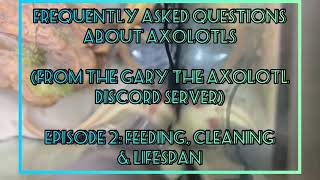 FAQ about axolotls Episode 2: Feeding, Cleaning and Lifespan