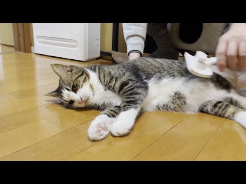 ブラッシング好きな猫にブラシを見せたらこうなります