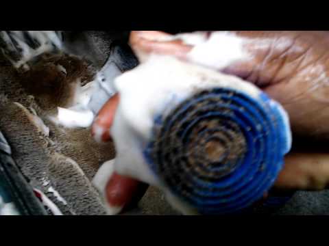 Blue Coral Upholstery Cleaner Autozone