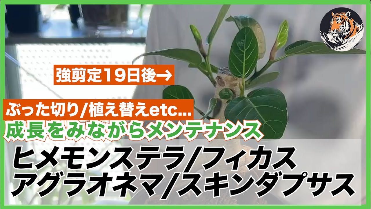 ラフィドフォラ・テトラスペルマ(ヒメモンステラ) 'GINNY' 斑入り成長