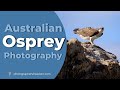Australian Osprey Photography - Amazing Encounter With This Stunning Bird Of Prey