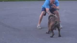 Work And Play,Bandogs,Amstaff,Presa Canario,King Zulu Puppy