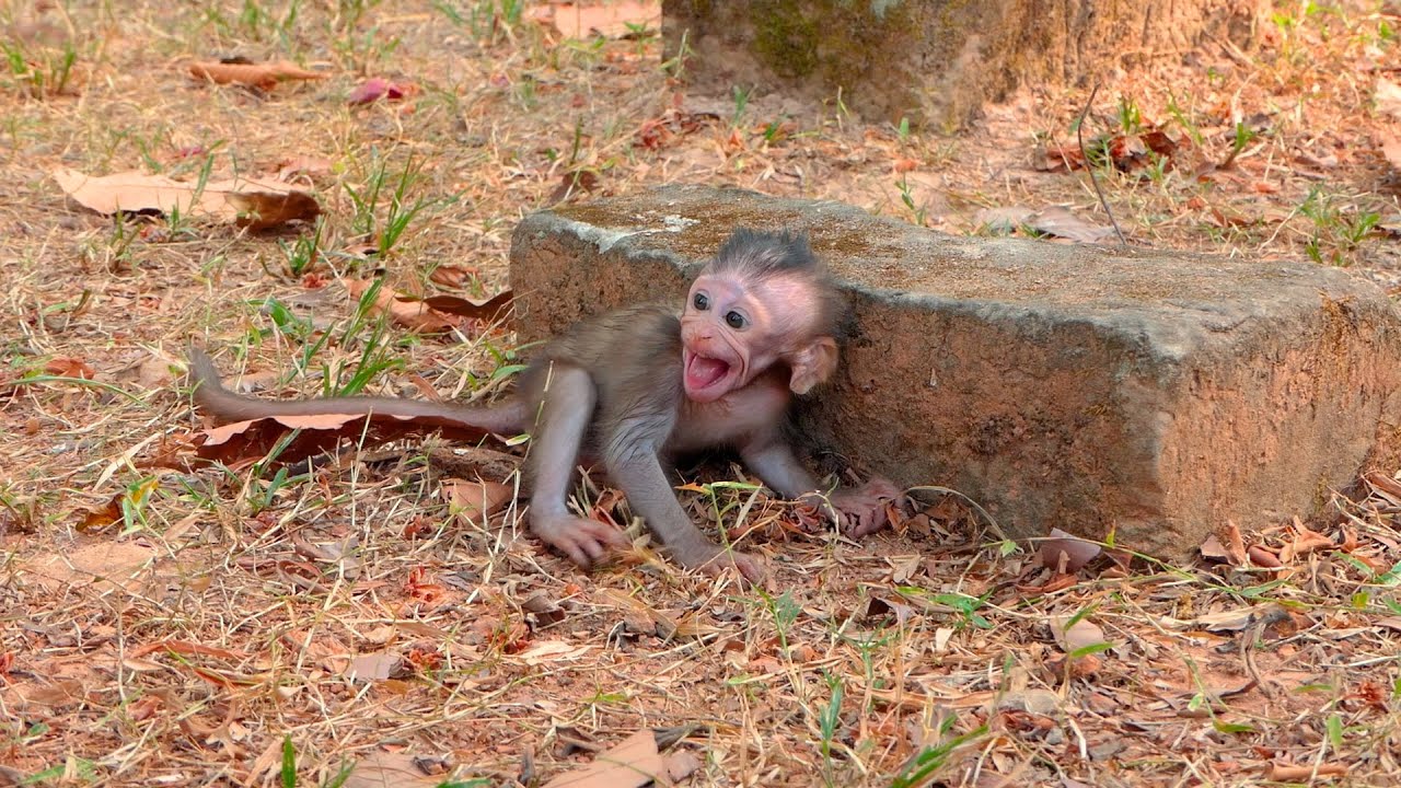 Tiny Baby Monkey Cries Softly, Fearing Loss While Trusting Mother's Calm Return Nearby Today