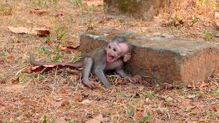 Tiny Baby Monkey Cries Out While Waiting Nearby as Its Mother Moves Calmly Close Again Profile