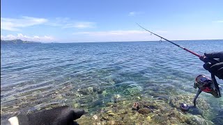 Casting karang dangkal || Dapat banyak kerapu, katamba, ekor kuning & bluefin