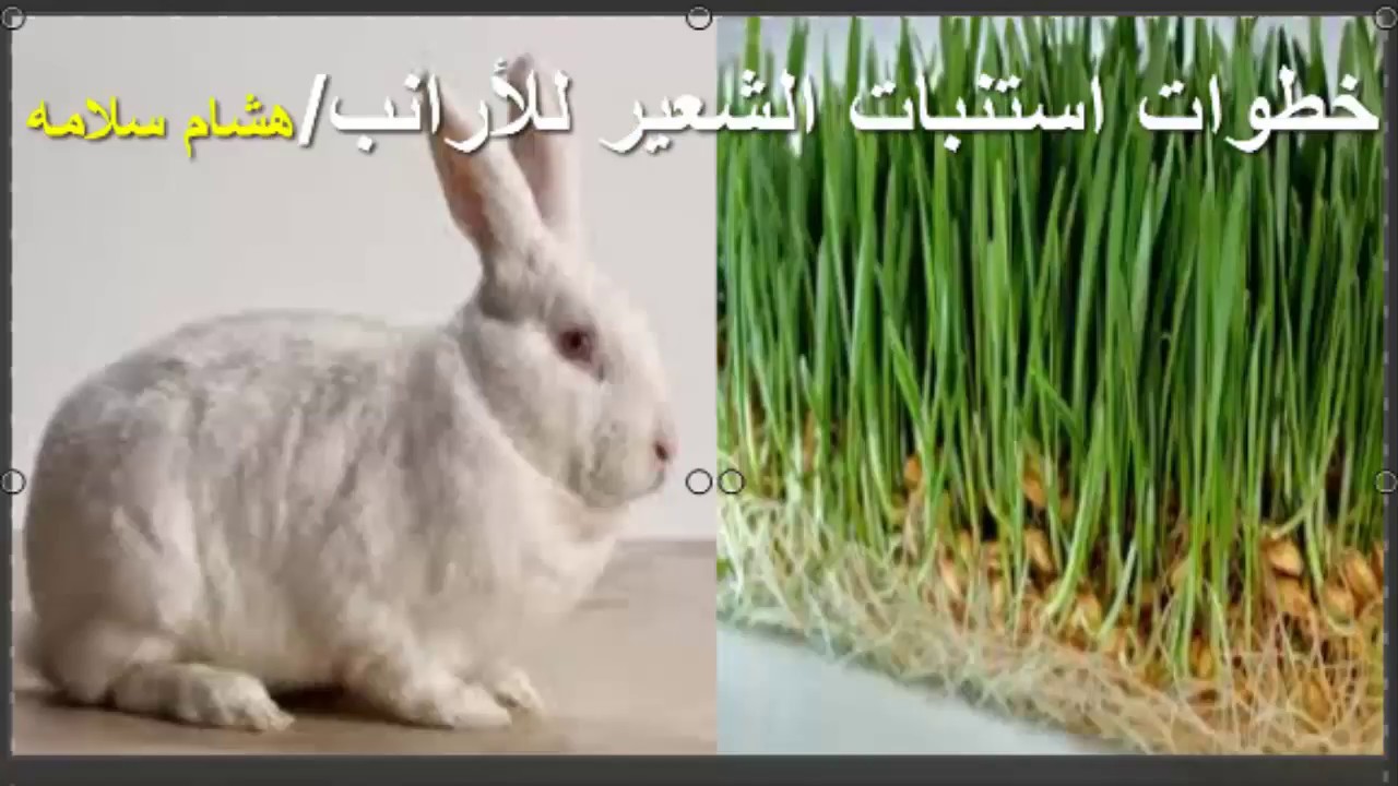 طريقه استنبات الشعير للأرانب The way to grow barley for rabbits