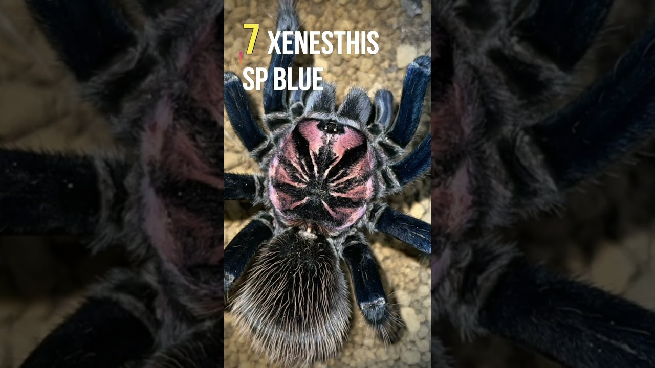 TOP 10 MOST EXPENSIVE TARANTULAS - 2023