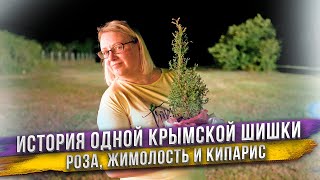Шишку кипариса нашли в Крыму, отвезли в Петербург, там она проросла и через 3 года вернулась назад!