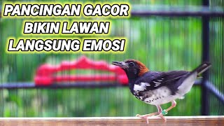 Pancingan anis kembang gacor sore hari bikin EMOSI lawan
