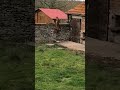 It's time for lunch #fox #foxcatch #wildlife #funnyanimals #funnyvideo #huntingfox