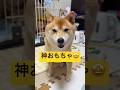 神おもちゃの予感…👀✨#柴犬 #豆柴 #shibainu #犬 #犬のいる暮らし #shorts