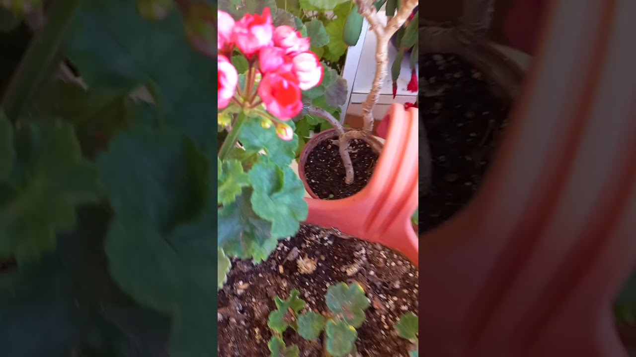 çok çiçek açan sardunya türleri