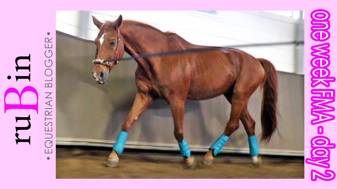 ! Putzroutine & Longieren - ONE WEEK FMA | DAY 02