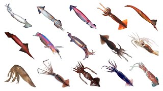 Types Of Flying Squids Species Of Flying Squids Flying Squids