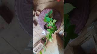 #online order packing video #terracegarden #garden #chennai #thanks 😀#viral #flowers #nature #shorts