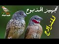 كيف اجهز طائر المذبوح للتزاوج معلومات مهمة جدا   