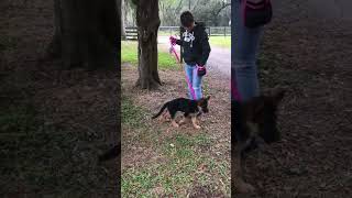 Can early environmental exposure and sensory enrichment shape a puppy’s future temperament