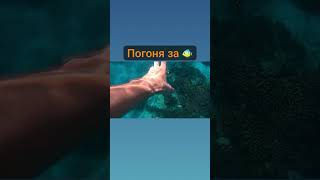 Погоня За 🐠