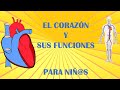 El CORAZÓN humano y sus funciones para niños. Vídeos educativos para niños. Recorrido de la sangre.