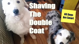 Shaving Your Double Coated Dog - Don't Do It by All Dogs Are Smart 3,273 views 4 years ago 2 minutes, 21 seconds