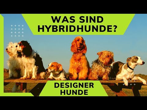 Video: Dekonstruktion Des 'Designer-Hund