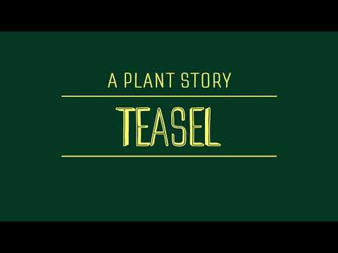 Video: Fapte obișnuite despre Teasel - Aflați despre controlul buruienilor Teasel în grădini