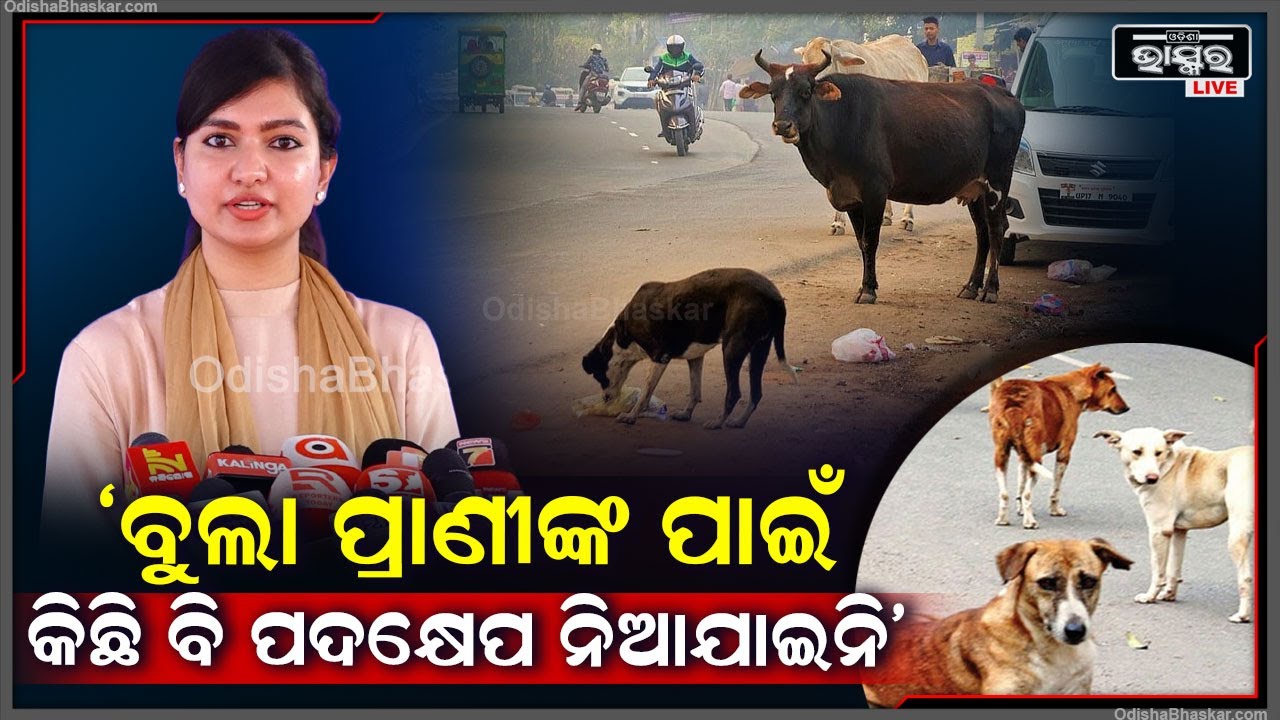 ବୁଲା ପ୍ରାଣୀଙ୍କ ପାଇଁ କିଛି ବି ପଦକ୍ଷେପ ନିଆଯାଇନି, ତେଣୁ ତାଙ୍କ ଥଇଥାନର ବ୍ୟବସ୍ଥା କରନ୍ତୁ: ସୋଫିଆ ଫିର୍ଦ୍ଦୋଷ