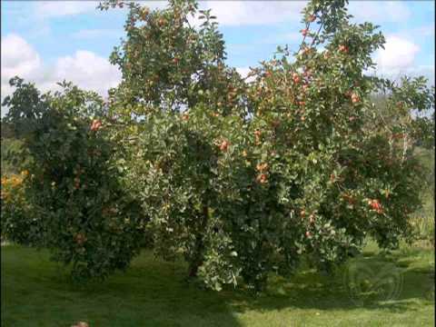 Video: Խնձորի ծաղկած բզեզ - խնձորի ծառի վնասատու