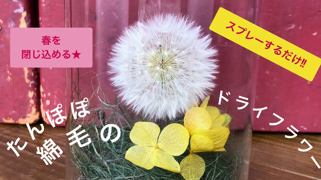 たんぽぽの綿毛 のドライフラワーを作ったよ 簡単 綺麗 美しい 自然 可愛い Diy Dandelion Fluff Dried Flower Easy Tutorial 自然 646 Youtube