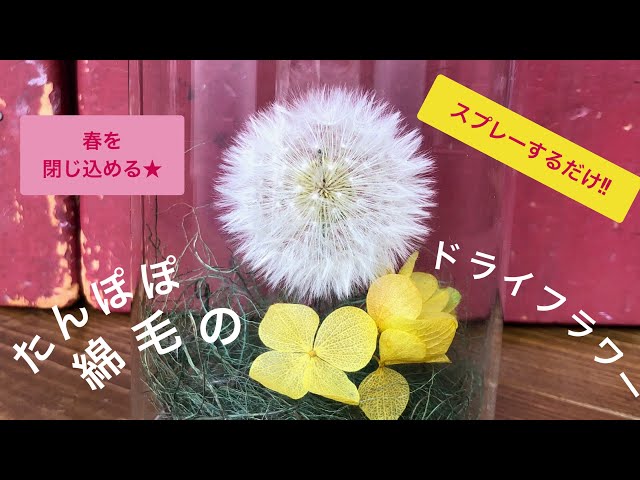 たんぽぽの綿毛』のドライフラワーを作ったよ・簡単・綺麗・飾り・自然