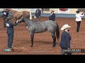 2020 AQHA Amateur Yearling Fillies