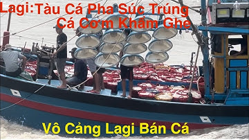 Lagi- Tàu Cá Pha Súc Trúng Cá Cơm Khẩm Ghe Vào Cảng Lagi bán.Mùa Cá Cơm Bội Thu
