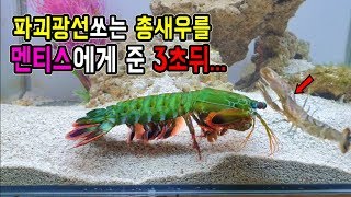 파괴광선 새우를 멘티스에게 먹이로 준 3초뒤...ㅎㄷㄷ와우...[정브르]